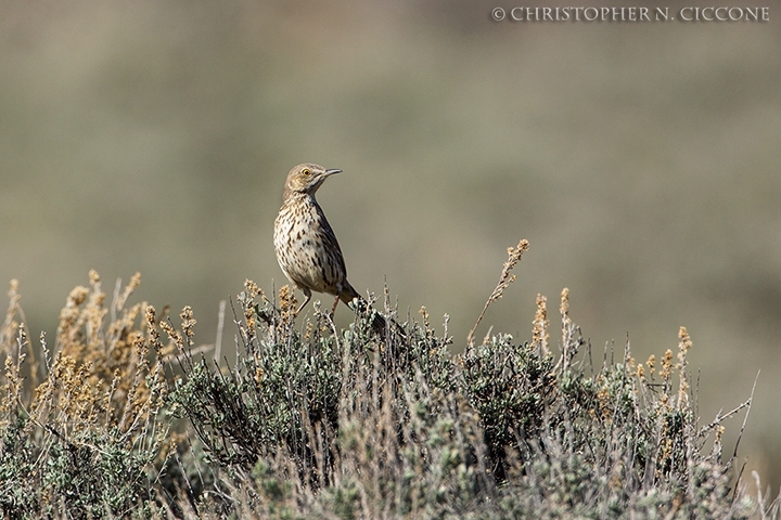 Sage Thrasher