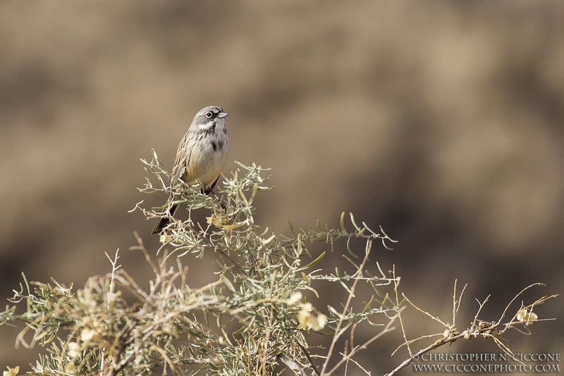 Sagebrush Sparrow