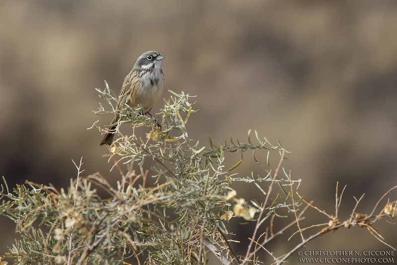 Sagebrush Sparrow