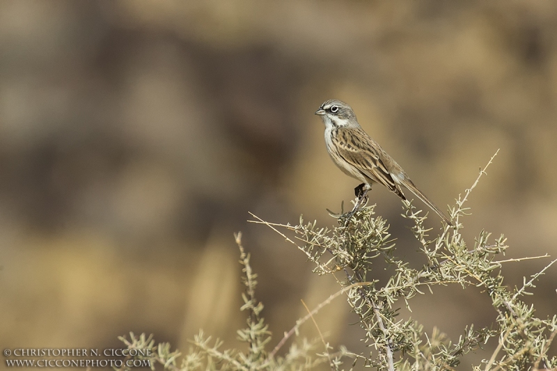 Sagebrush Sparrow