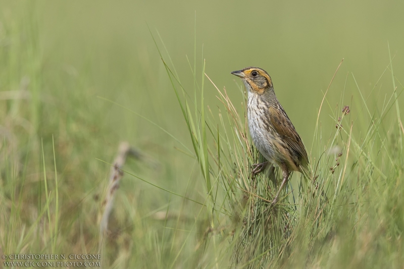 Saltmarsh Sparrow