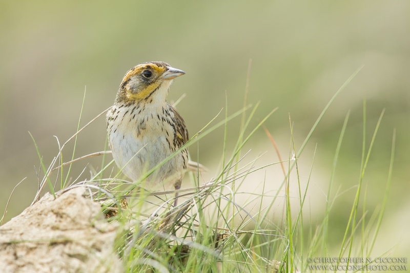 Saltmarsh Sparrow