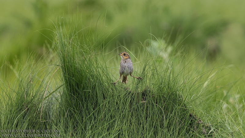 Saltmarsh Sparrow