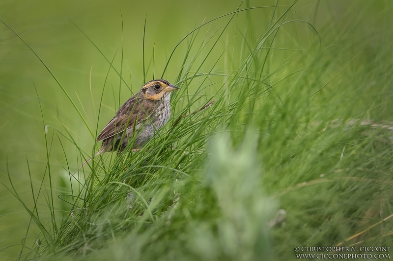 Saltmarsh Sparrow