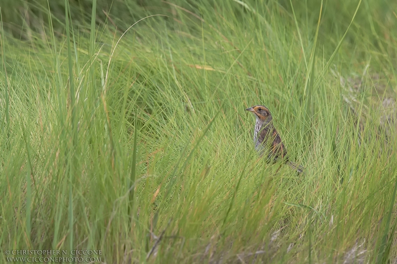 Saltmarsh Sparrow