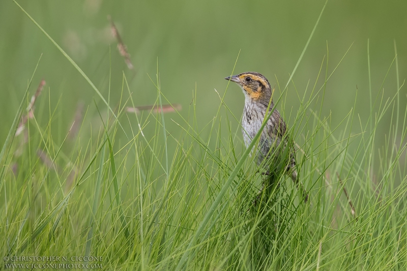 Saltmarsh Sparrow