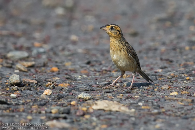 Saltmarsh Sparrow