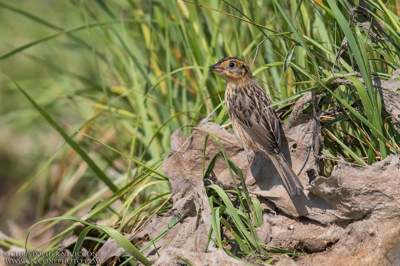 Saltmarsh Sparrow