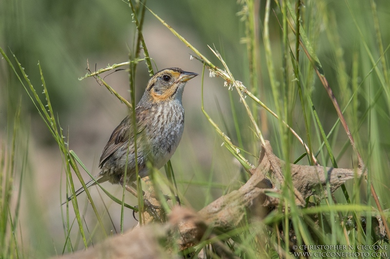 Saltmarsh Sparrow