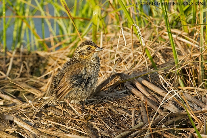 Saltmarsh Sparrow