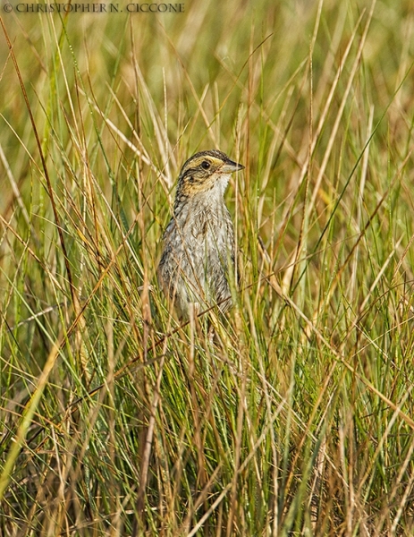 Saltmarsh Sparrow