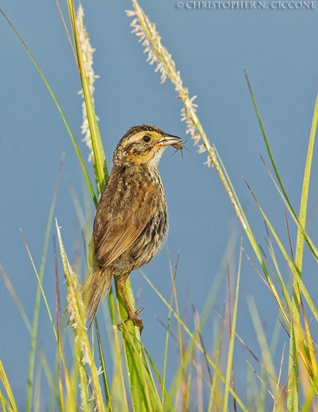 Saltmarsh Sparrow