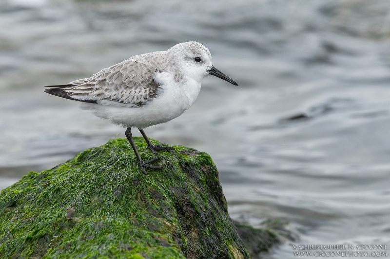 Sanderling