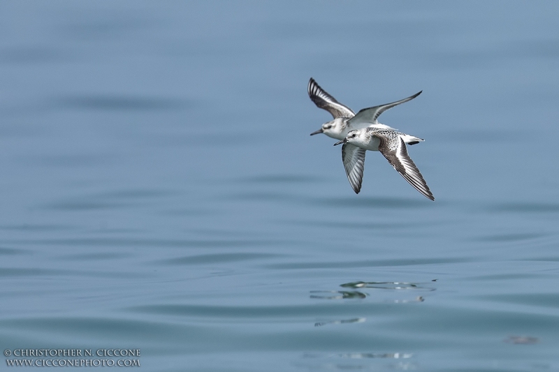 Sanderling