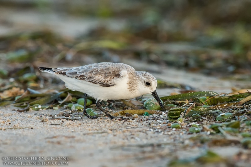 Sanderling