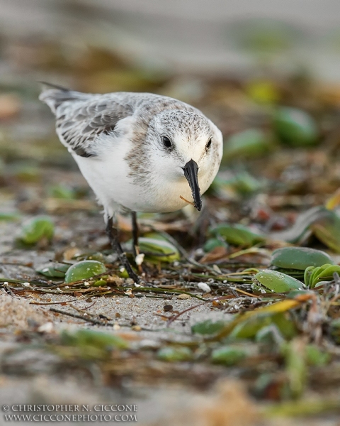 Sanderling