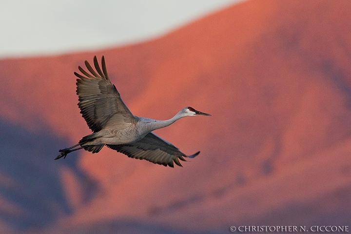 Sandhill Crane