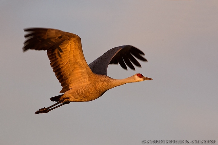 Sandhill Crane