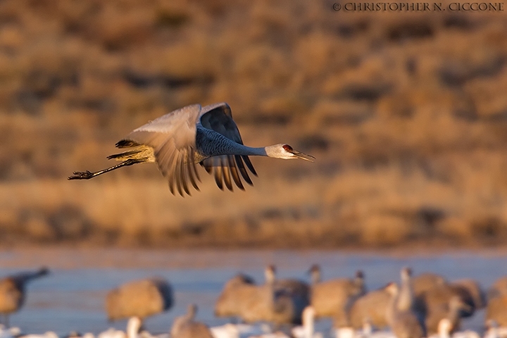 Sandhill Crane