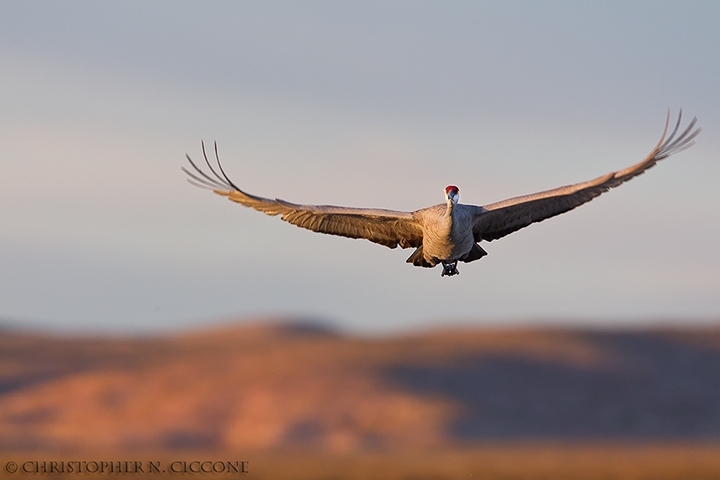 Sandhill Crane