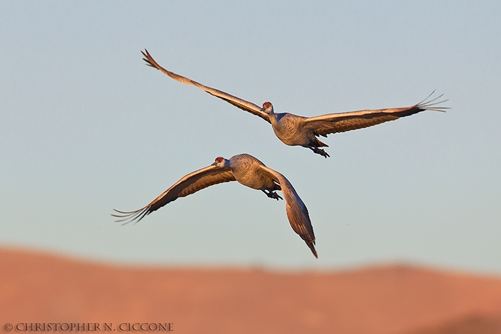 Sandhill Crane