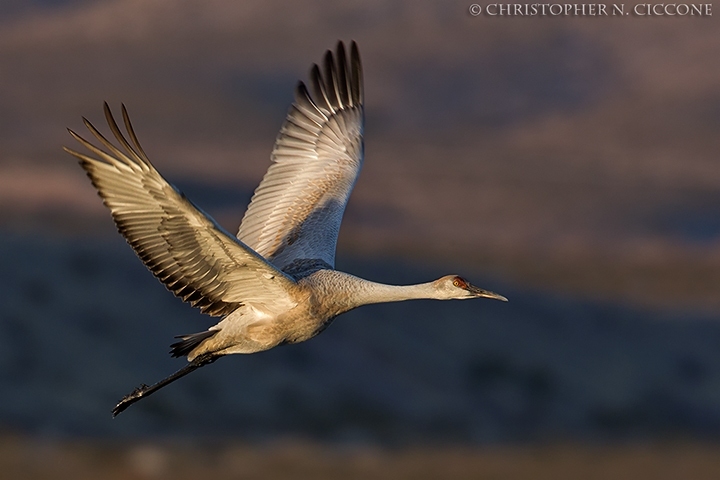 Sandhill Crane