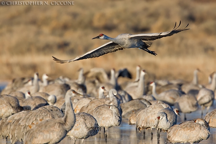 Sandhill Crane