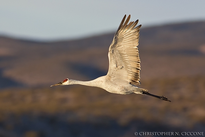 Sandhill Crane