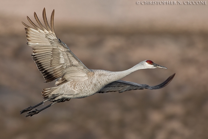 Sandhill Crane