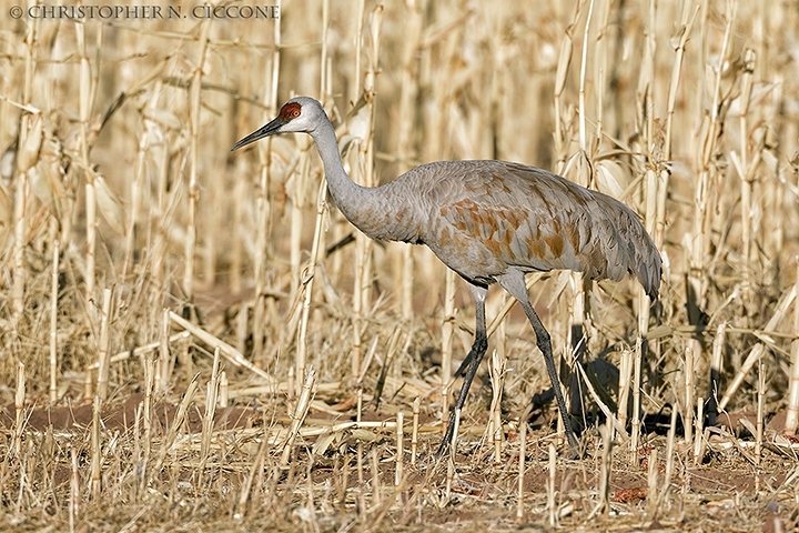 Sandhill Crane