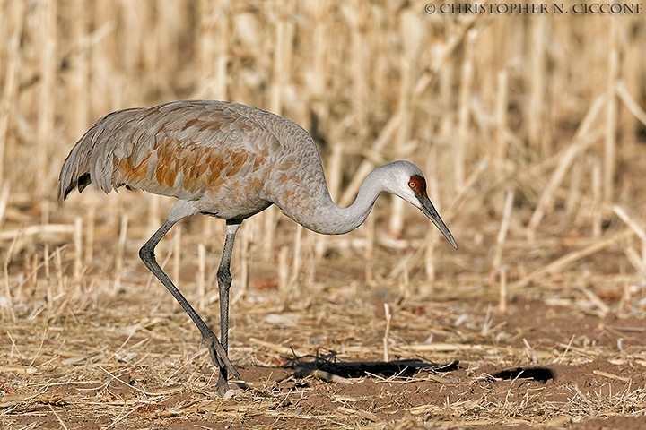 Sandhill Crane