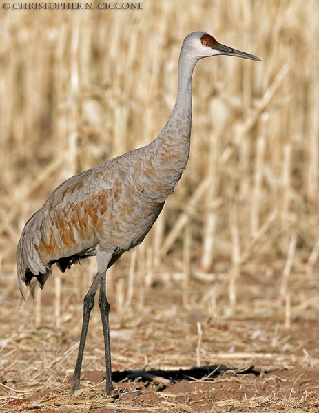 Sandhill Crane