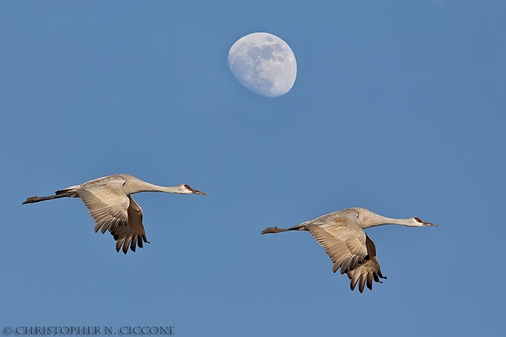 Sandhill Crane