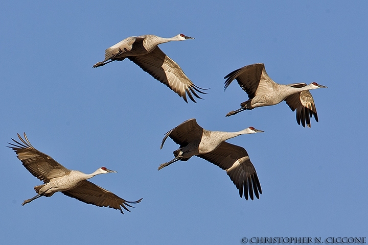 Sandhill Crane