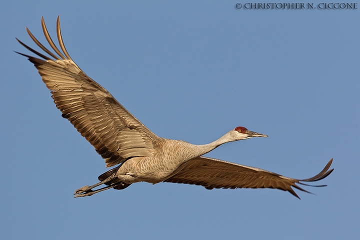 Sandhill Crane