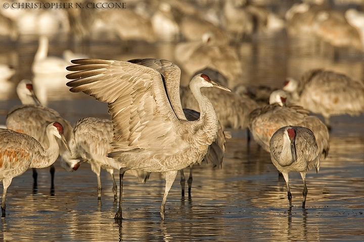 Sandhill Crane