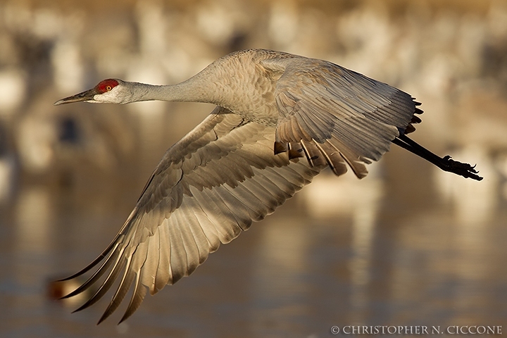 Sandhill Crane