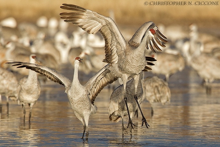 Sandhill Crane