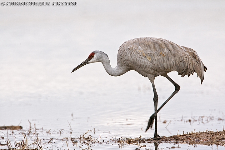 Sandhill Crane