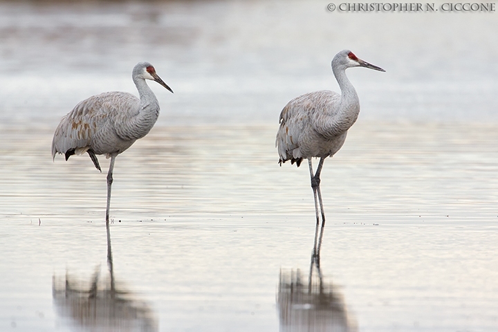 Sandhill Crane