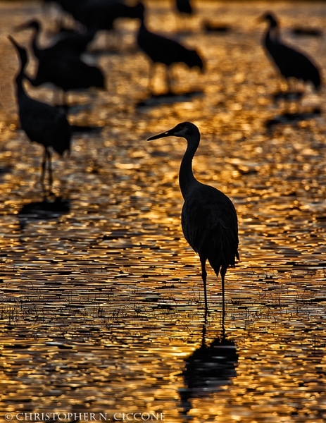 Sandhill Crane