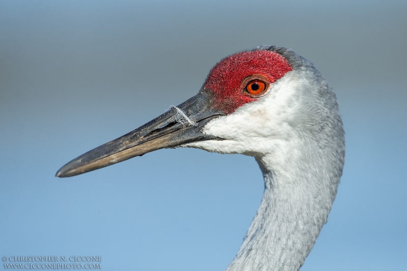 Sandhill Crane