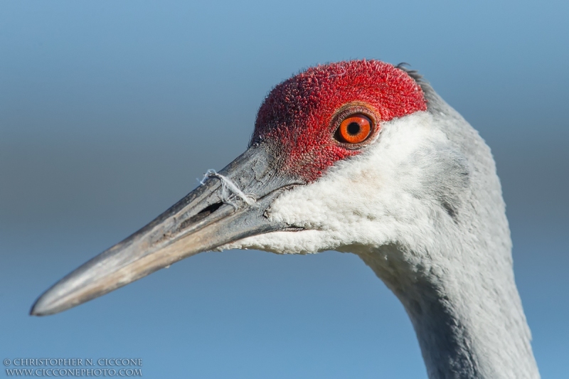 Sandhill Crane