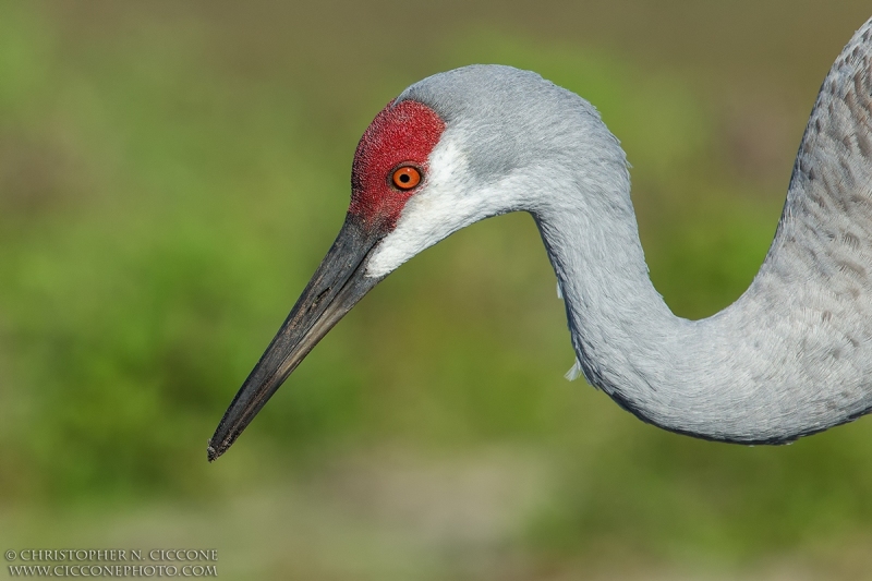 Sandhill Crane