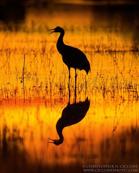 Sandhill Crane