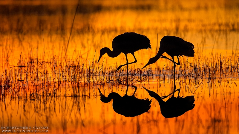 Sandhill Crane