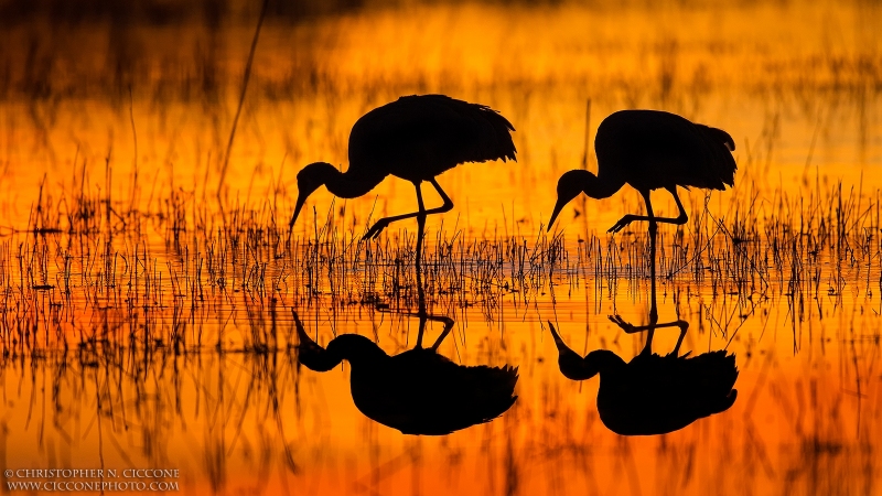 Sandhill Crane