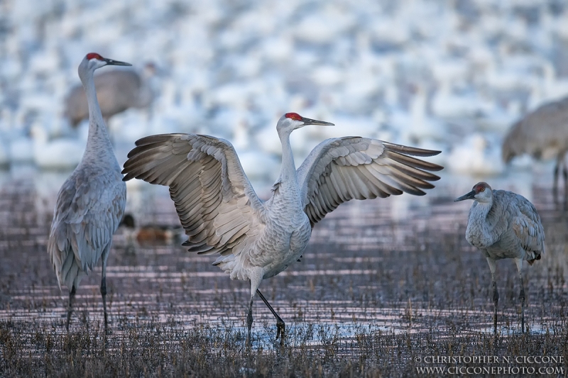 Sandhill Crane