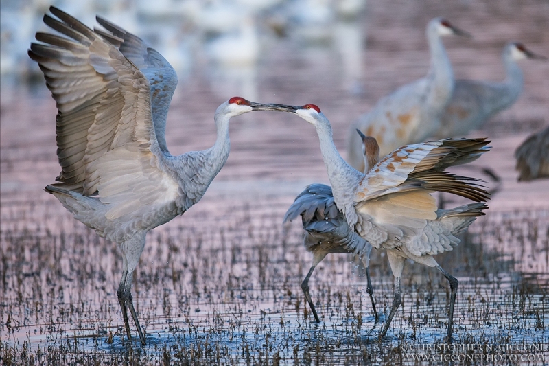 Sandhill Crane