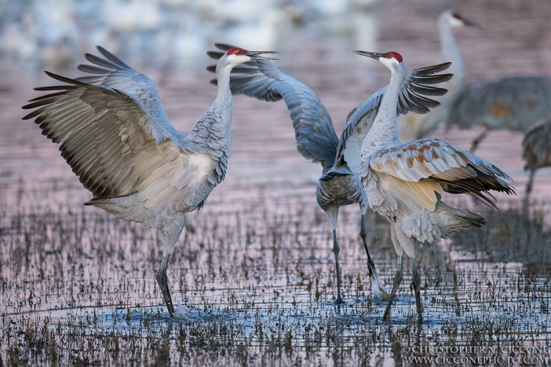 Sandhill Crane